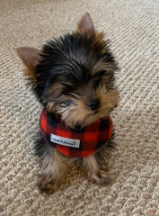 Yorkie dog sweater